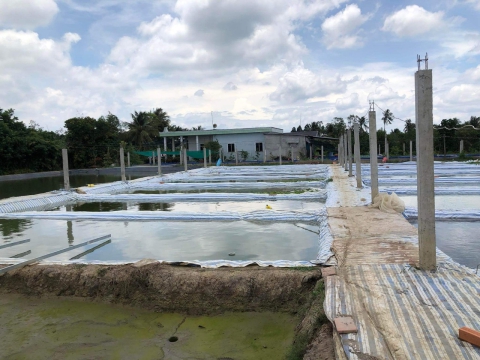 TRÁI CÁ TIỀN GIANG 