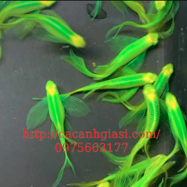 NGỰA CÁNH TIÊN XANH 