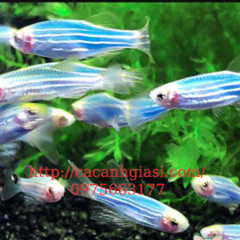 NGỰA CÁNH TIÊN TÍM XANH