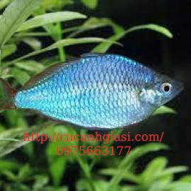 CÁ CẦU VÒNG XANH