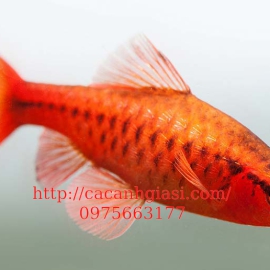 CÁ DIẾT ANH ĐÀO 