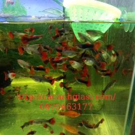 Guppy koi đen short 