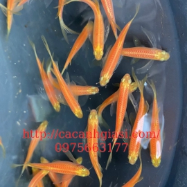 Ngựa cánh tiên đỏ 