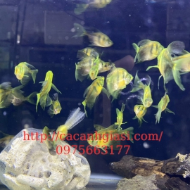 Buồm tiger longfin