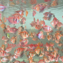 Cánh buồm tiger đỏ 