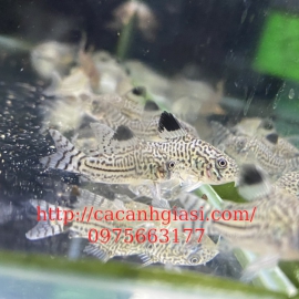 Chuột leopard (chuột juli)