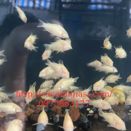 Chuột trắng abino 