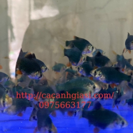 CÁ XE CAN FULL XANH