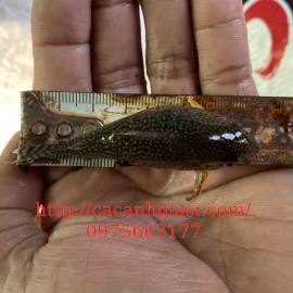 Chuột sao max size