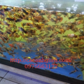 Hòa lan muối tiêu 