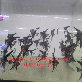 Cá thần tiên mini