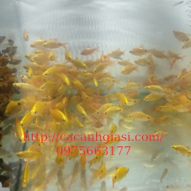 CÁ HỒNG CAM VÀNG