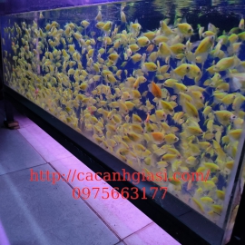 Buồm xanh dạ quang 