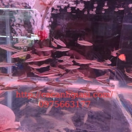 Hồng mi ấn độ size 5-6