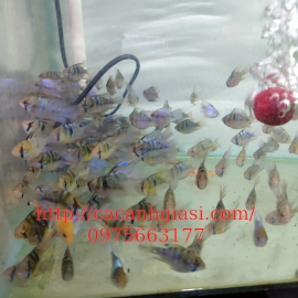 Phượng hoàng ngũ sắc 