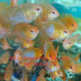 Phượng hoàng vàng 