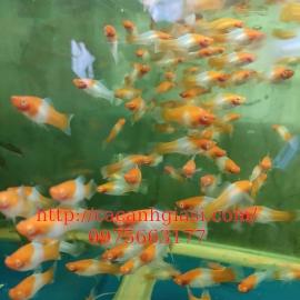 Hồng kim abino koi