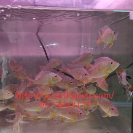 Hải hồ (quang đao)