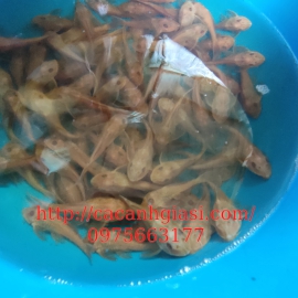 Tỳ bà vàng mắt đỏ (lâu kính vàng)