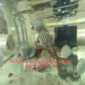 Cá đĩa bông xanh 