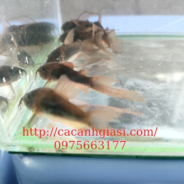 Chuột cafe longfin