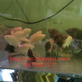 Tai tượng châu phi (heo lửa)