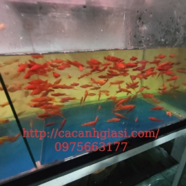 Huyết kiếm lai mắt đen 