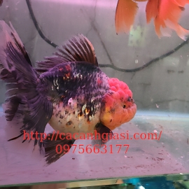 Oranda size bàn tay 