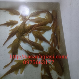 Tỳ bà vàng size 6,7