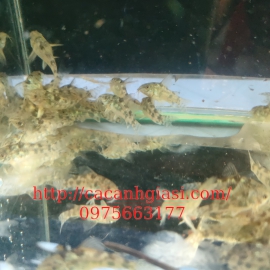 Chuột muối tiêu 