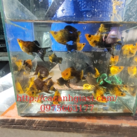 Molly vàng đen short 