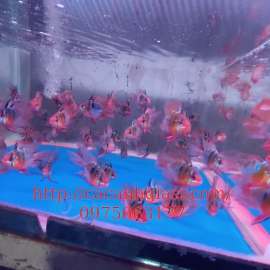 Phượng hoàng ngũ sắc cối 