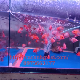 Phượng hoàng balon vàng 