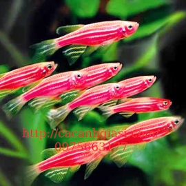 NGỰA CÁNH TIÊN HỒNG 