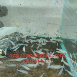 CÁ SÓC ĐẦU ĐỎ