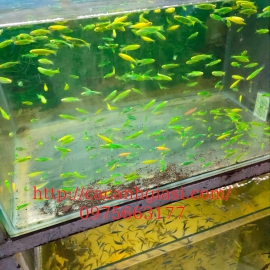 Cá sọc ngựa dạ quang xanh