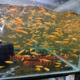 Cá sọc ngựa vàng dạ quang 