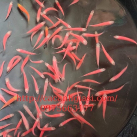 Cá sọc ngựa hồng dạ quang