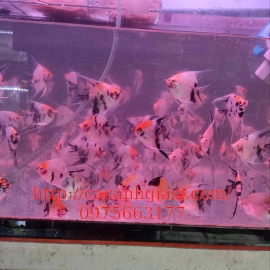 Thần tiên koi 3 màu 